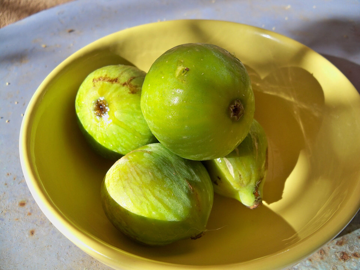 Figuier "Goutte d'Or"