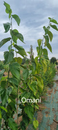 Murier Macroura 'Omani'
