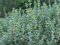 Zaatar - Oreganum Syriacum