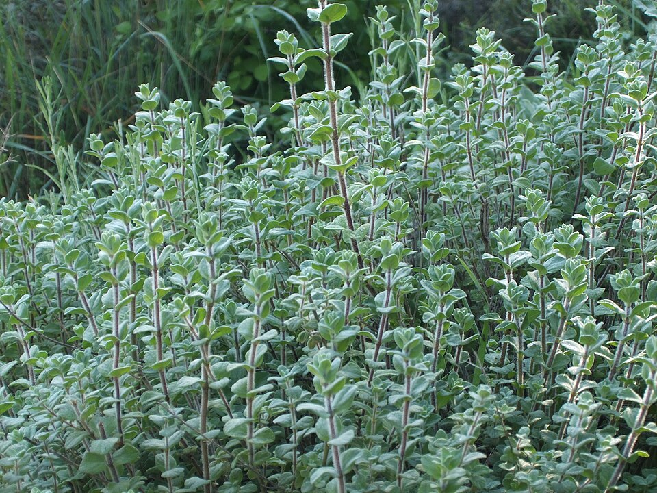 Zaatar - Oreganum Syriacum