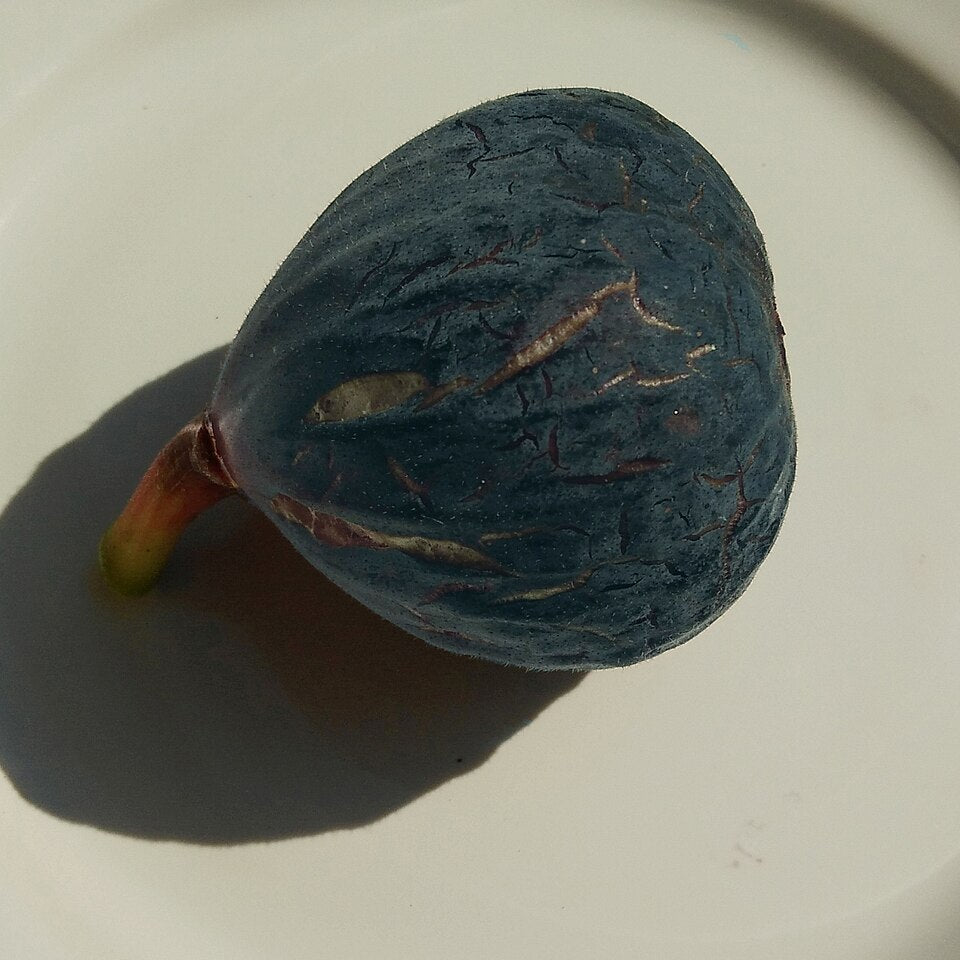 Figuier "Rouge de Bordeaux" (ou "Pastilière")