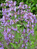 Sauge officinale