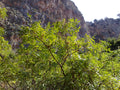 Sumac des Corroyeurs