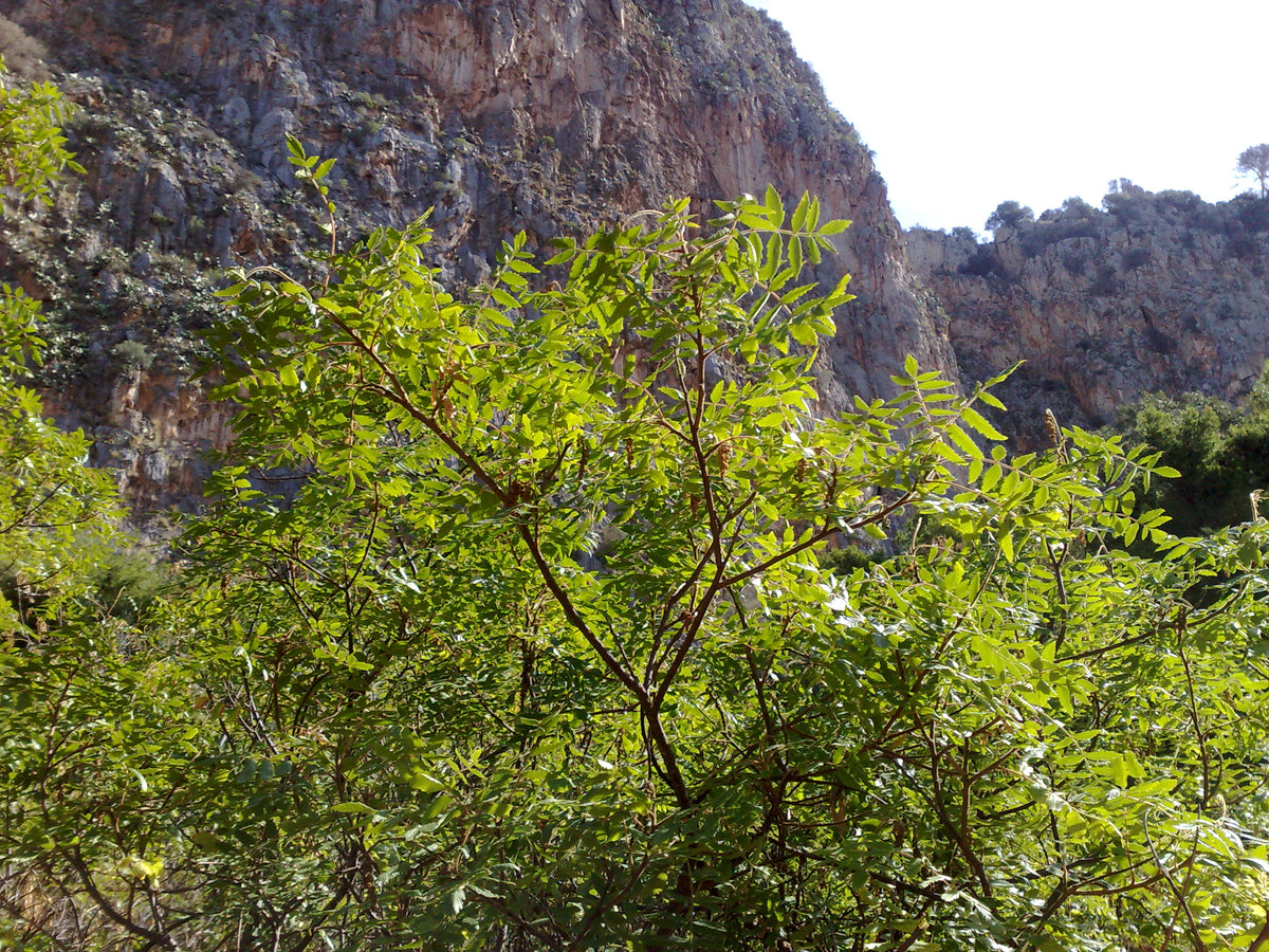 Sumac des Corroyeurs